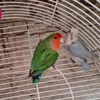 Kweekkoppel rosecollies, Dieren en Toebehoren, Vogels | Parkieten en Papegaaien