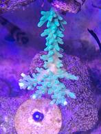 Koraal zeeaquarium, Dieren en Toebehoren, Vissen | Aquariumvissen