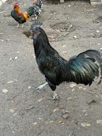 Ayam cemani haan, Dieren en Toebehoren, Pluimvee