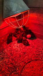 Ayam cemani kuikens en mix kuikens, Dieren en Toebehoren, Geslacht onbekend, Kip