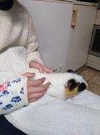 Cavia beertje, Dieren en Toebehoren, Ophalen