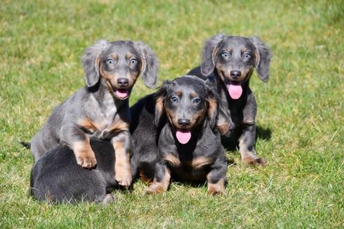 Langharige Teckel pups te koop - blue tan, Dieren en Toebehoren, Honden | Teckels en Dashonden, Meerdere dieren, Langhaar, Dwerg
