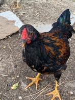 Jonge haan kruising Wyandotte kriel, Dieren en Toebehoren, Mannelijk, Kip