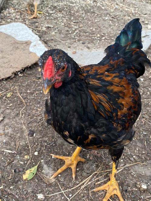 Jonge haan kruising Wyandotte kriel, Dieren en Toebehoren, Pluimvee, Kip, Mannelijk