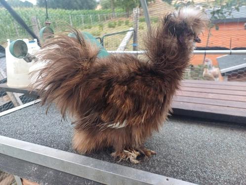 USA Zijdehoender | Haan | Choco mottled krul, Dieren en Toebehoren, Pluimvee, Kip, Mannelijk