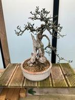 Bonsai olijf, Tuin en Terras, Ophalen