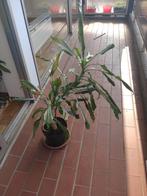 Deux palmiers à yucca gratuits, Maison & Meubles, Plantes d'intérieur, Ombre partielle, En pot, Plante verte, Palmier