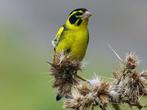 HIMALAYA GROENVINK, Dieren en Toebehoren, Vogels | Overige Vogels, Tropenvogel