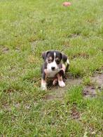 Jack Russell pupjes zoeken een warme thuis!, Dieren en Toebehoren, België, Jack Russell Terriër, CDV (hondenziekte), 8 tot 15 weken