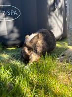 Mannetjes konijn, Dieren en Toebehoren, Mannelijk, Overige typen, Tam, September