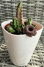 Huernia cv 'speckled John', Verzenden, Vetplant, Minder dan 100 cm