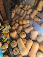 Biologisch gekweekte butternut en pompoenen, Ophalen