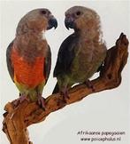 Perroquet à ventre rouge recherché, Bagué