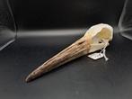 Crâne de cigogne Abdim, Collections, Comme neuf, Crâne, Enlèvement ou Envoi, Oiseaux