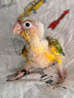 Bebe pyrrhura, Animaux & Accessoires, Oiseaux | Perruches & Perroquets, Perroquet