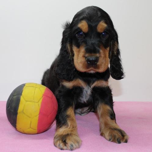 Engelse Cocker puppy's te koop (Belgisch), Dieren en Toebehoren, Honden | Retrievers, Spaniëls en Waterhonden, Meerdere dieren