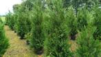 Bamboe en coniferen in pot, Tuin en Terras, Planten | Tuinplanten, Volle zon, Vaste plant, Bloeit niet, Ophalen