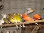 A vendre canaris mâles et femelles, Plusieurs animaux, Canari chanteur