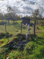 Rasechte Wiltshire horn ram te koop., Dieren en Toebehoren, Schapen, Geiten en Varkens, Mannelijk, Schaap, 0 tot 2 jaar