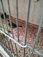 Parkieten, Dieren en Toebehoren