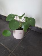 pannenkoekenplant met pot - groot, Huis en Inrichting, Kamerplanten, Ophalen, Vetplant, Halfschaduw, In pot