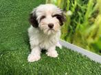Maltipoo pups - kleur Wit en Chocolat, CDV (hondenziekte), Meerdere, Klein, 8 tot 15 weken