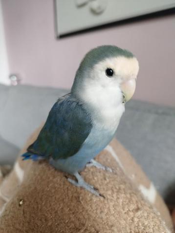 Charlie le tourtereau a besoin d'une petite amie