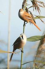 Jonge koppels baardmannetjes en losse poppen ‘25, Dieren en Toebehoren, Vogels | Overige Vogels, Geringd