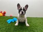 Chiots Bouledogue Français, Animaux & Accessoires, Hépatite contagieuse (maladie de Rubarth), Bouledogue, Plusieurs, Belgique