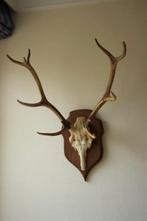 Taxidermie gewei hert 10-ender, Ophalen, Gebruikt, Hert, Gewei of Kop