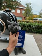 Chat britannique, Chatte ou Chat, Vermifugé, 0 à 2 ans