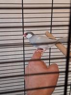 Vogels, Mannelijk, Tropenvogel, Geringd