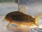Hobbyaquarium Corydoras Goldline, Animaux & Accessoires, Poissons | Poissons d'aquarium