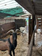 Melkgeiten, Dieren en Toebehoren, Schapen, Geiten en Varkens, Meerdere dieren, Geit, 3 tot 5 jaar