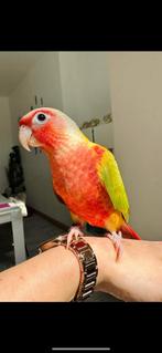 Conure eam