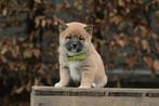 Shiba Inu pups te koop, Belgisch fokker