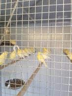 Waterslagers kanaries, Dieren en Toebehoren, Vrouwelijk, Zangkanarie