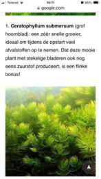 Drijfplanten Watersla kikkerbeet zuurstof plant hoornblad, Ophalen, Zo goed als nieuw