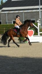 Bijrijder/training aangeboden, Dieren en Toebehoren, Ophalen of Verzenden, Springen