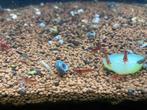 15x Rode garnaal rili shrimp, Dieren en Toebehoren, Kreeft, Krab of Garnaal, Zoetwatervis