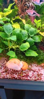 Appelslakken te koop 0.50€, Animaux & Accessoires, Poissons | Poissons d'aquarium