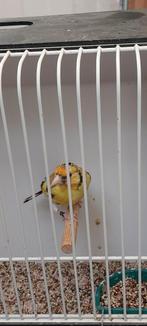 Putters, Dieren en Toebehoren, Meerdere dieren, Wildzangvogel, Geringd