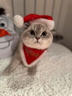 Cinnamon Dominant Bleu Eyes & Lilac point ~ BRITS KORTHAAR, Meerdere dieren, Gechipt, 0 tot 2 jaar