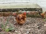 cochin hanen, Dieren en Toebehoren, Pluimvee