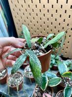 Hoya sigilatis, Ophalen of Verzenden