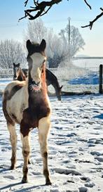 Recherche chevaux pour rééducation, Enlèvement ou Envoi