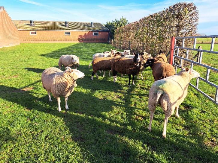 Drachtige ooien en ram, Dieren en Toebehoren, Schapen, Geiten en Varkens, Schaap, Vrouwelijk, 3 tot 5 jaar