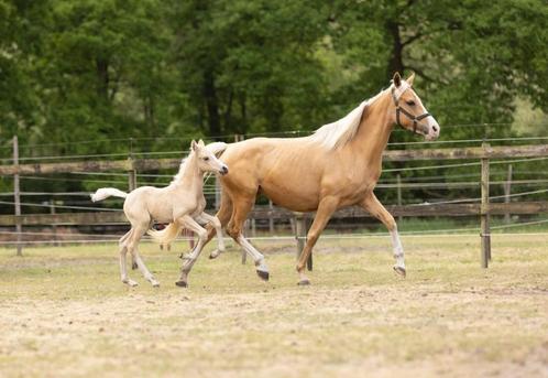 Prachtige palomino sportpony/kweekmerrie, Dieren en Toebehoren, Pony's, Merrie, B, D pony (1.37m tot 1.48m), Dressuurpony, 7 tot 10 jaar