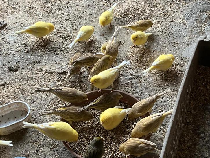 gele en bruine kanaries, Dieren en Toebehoren, Vogels | Kanaries, Kleurkanarie, Meerdere dieren