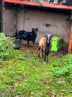 ram te koop, Dieren en Toebehoren, Geit